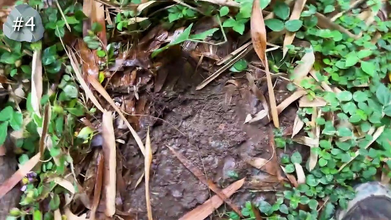 I Flipped 100 Rocks in a Rainforest, Here's What I Found...