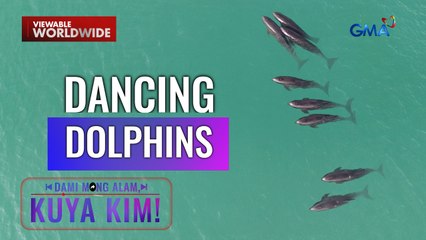 [res] Mga dolphin, namataang nagkumpulan at tila sumasayaw pa sa dagat! | Dami Mong Alam, Kuya Kim!