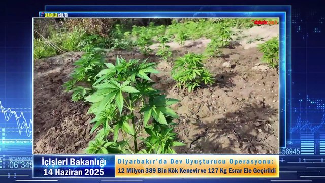 Diyarbakır’da Dev Uyuşturucu Operasyonu: 12 Milyon 389 Bin Kök Kenevir ve 127 Kg Esrar Ele Geçirildi