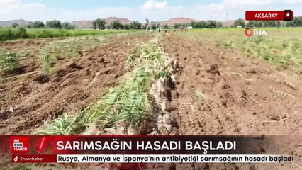 Aksaray'da sarımsağın hasadı başladı