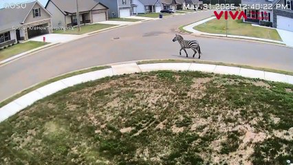 Gagal Maning, Zebra Kabur Dibawa Pulang Pakai Helikopter