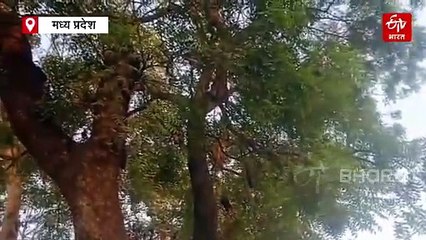 तालाब के ऊपर चमगादड़ों के मंडराने का रहस्य, क्या किसी अनहोनी की आशंका?