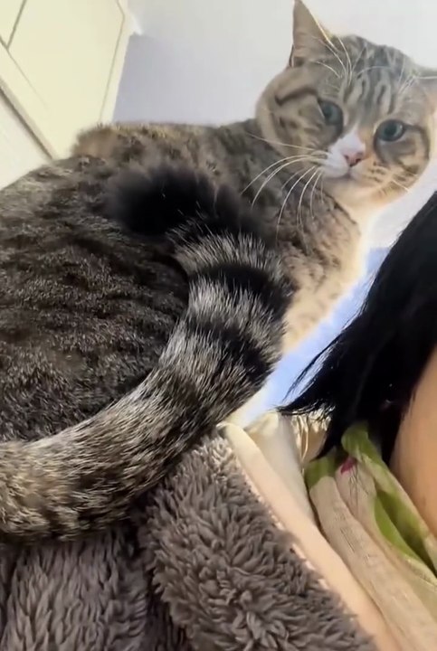 cute cat 😂😼cute animals