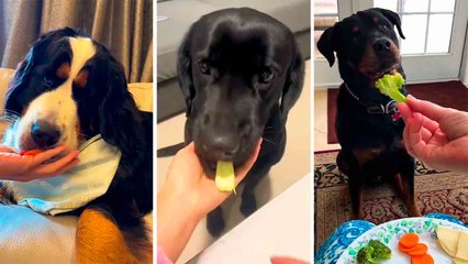 Videos zeigen urkomische Reaktionen von Hunden, wenn ihre Besitzer ihnen Gemüse anbieten