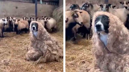 Hilarious video shows dog trying to sneak into a flock of sheep — and failing in a funny way