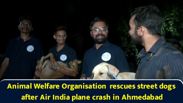 Animal Welfare Organisation rescues street dogs after Air India plane crash in Ahmedabad