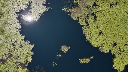 Antalya'nın doğal su kaynağı: Nilüferlerle süslendi!
