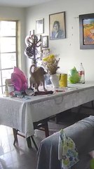 Puppy Knocks Over Vase and Tumbles Off Table