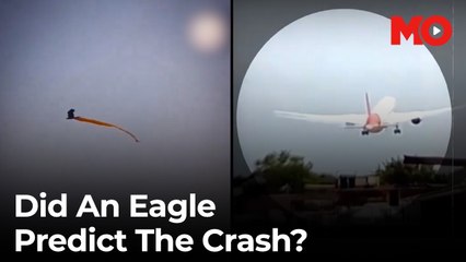 Air India crash: Why everyone’s blaming this eagle