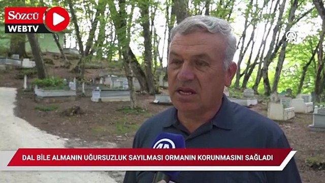 Bu ormandan dal almak yasak değil ama kimse almıyor! Sebebi ise şaşırtıcı