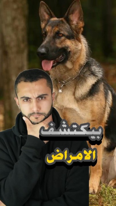 🐕‍🦺 في كلاب بتكتشف الأمراض قبل الأطباء؟https://psce.pw/7qlvy5#النواة #الكلب #سرطان #صرع #أمراض #أطباء #Alnawa #dubai🇦🇪 #dubailife #dog #Canis_lupus_familiaris #trending #travel #nature #wildlife