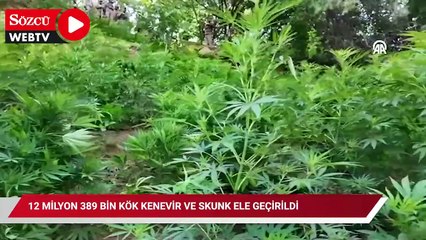 12 milyon 389 bin kök kenevir ve skunk ele geçirildi