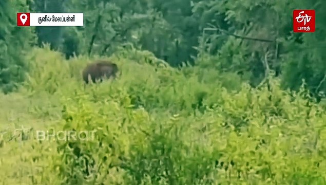 அப்புறம் எனக்கும் பசிக்கும்ல... - பலாப்பழம் தேடி குடியிருப்புக்குள் உலா வந்த ஒற்றை காட்டு யானை!