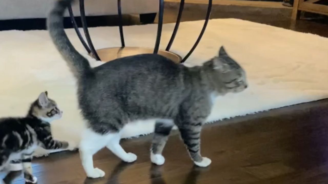 Cat tries to stay gentle as little sister keeps annoying him