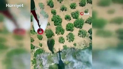 Aydın Germencik'te orman yangını