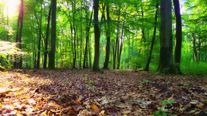 Relaxing Forest Music- Spring Bird Song - ASMR, White Noise 4K