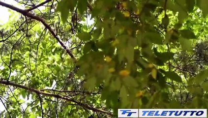 Video News - La Piazza a Idro