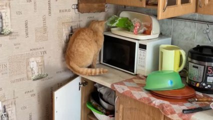 Playful cat's desire to toy with captured mouse causes it to slip away