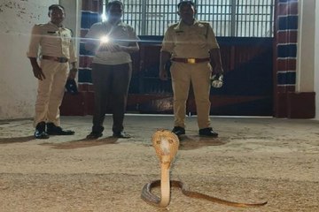 जेल में निकला कोबरा सांप