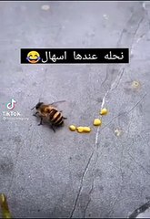 #مقاطع_مضحكة#مقاطع_قصيرة_#مقاطع_بدون_حقوق#سناب_شات_#تيك_توك#انستغرام#_تصاميم_#_مقاطع_مضحكة_جدا(360p)