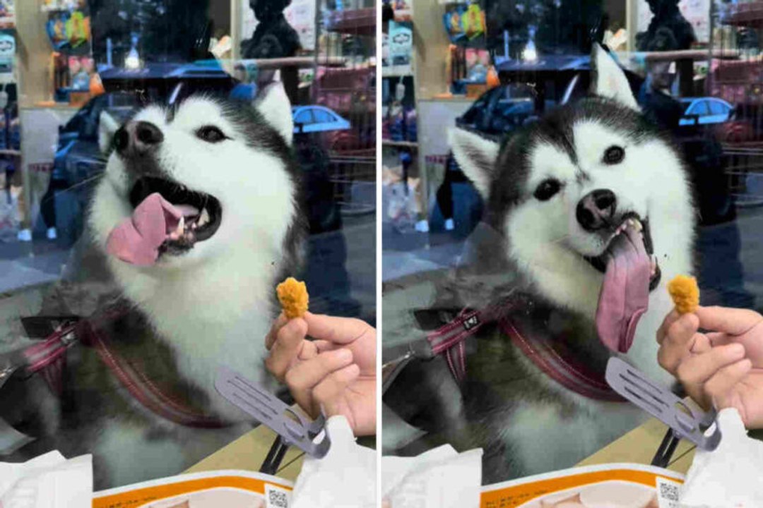 Hilarious Video: Siberian Husky Tries to Reach Snack on the Other Side of the Display Window