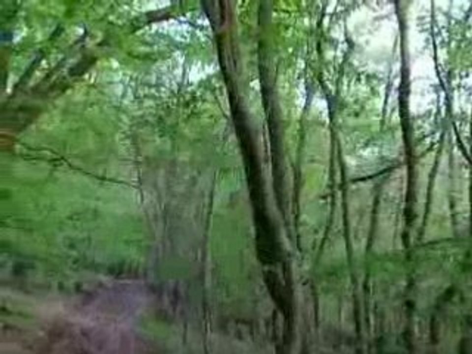 Balade en foret igor