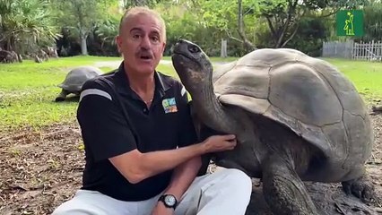 'Goliat', la tortuga gigante de Galápagos en Miami, se convierte en padre a los 134 años