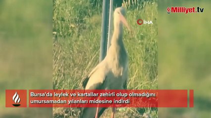 Leylek ve kartalın yılan avı kamerada
