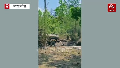 गजब हैं बांधवगढ़ के बाघ, गर्मी से बेहाल पुजारी ने टेंपरेचर चेक कर लिया टैंकर बाथ
