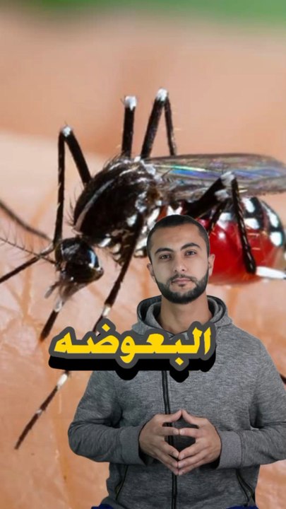 🧛‍♀️ حشرة تمص دمك بدون ما تحس؟https://psce.pw/7qmrb3#النواة #البعوضة#Alnawa #dubai🇦🇪 #dubailife #trending #Culicidae  #mosquito #travel #nature #wildlife