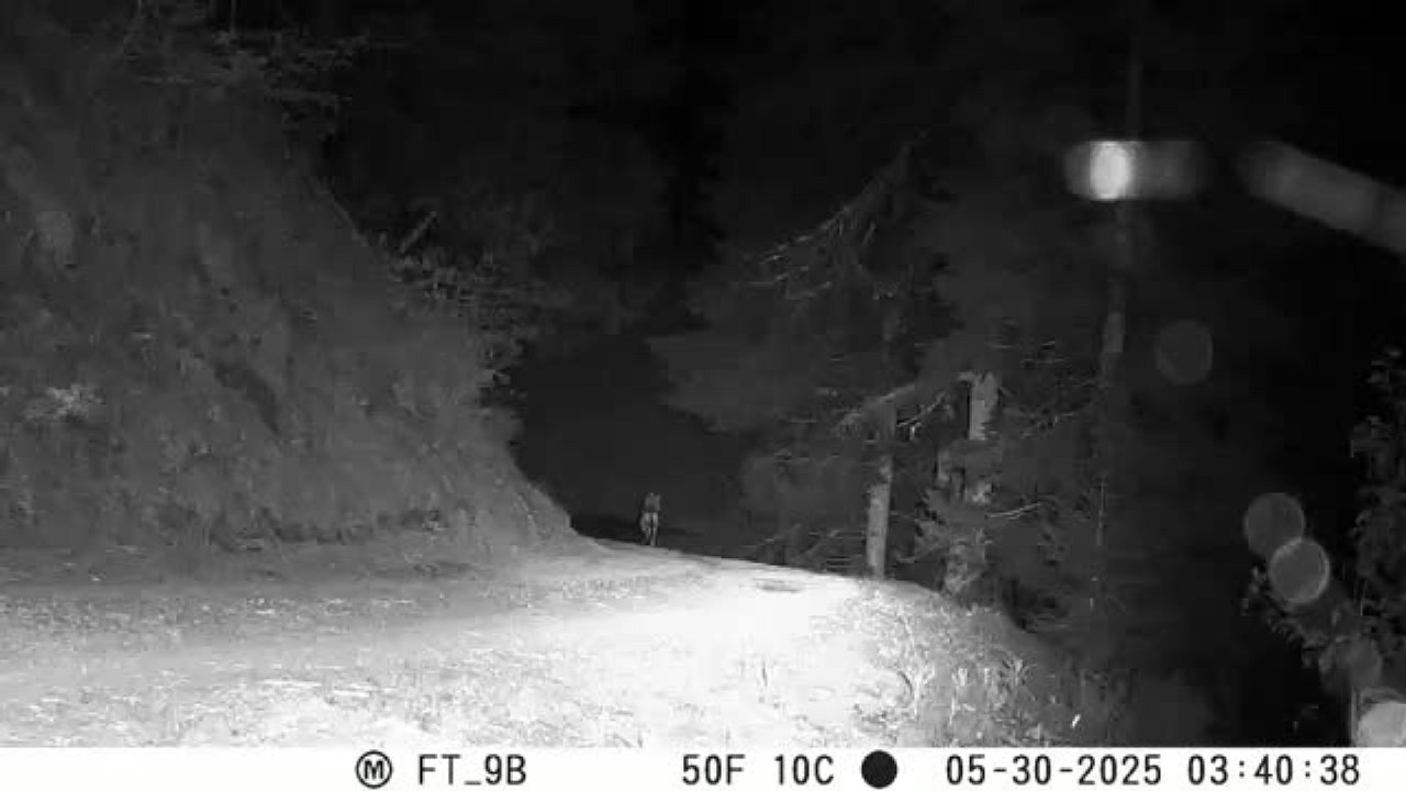 Parco Adamello Brenta, suona la sirena e il lupo si allontana impaurito