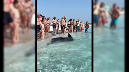 Mari Ermi, una manta si avvicina alla riva: lo stupore dei bagnanti