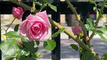 Beautiful roses dancing the air/calm/nature /relaxing videos