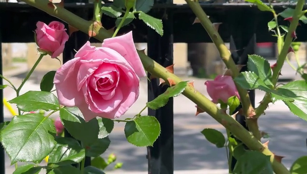 Beautiful roses dancing the air/calm/nature /relaxing videos