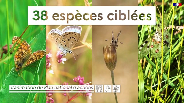 PNA Papillons de jour | Qu'est-ce que le PNA Papillons de jour ?