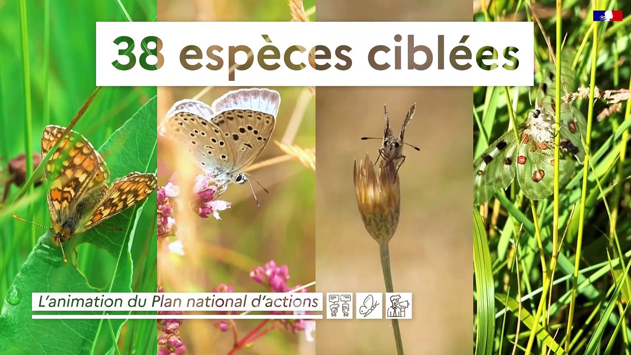 PNA Papillons de jour | Qu'est-ce que le PNA Papillons de jour ?