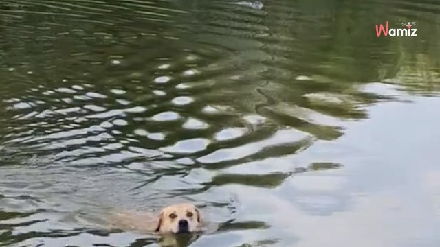 Eine Frau filmt ihre zwei Hunde beim Schwimmen im See: Plötzlich folgt den beiden ein gefährlicher Schatten (Video)