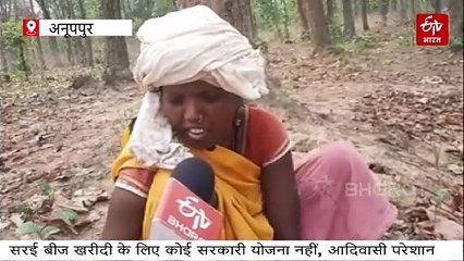 मध्य प्रदेश के आदिवासी इलाकों से सरकार खरीदेगी सरई, खरीद केंद्र बनाए