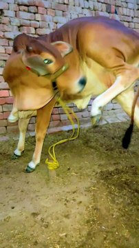 Pets life #pets #domesticanimals #beauty #viral #funnyvideos