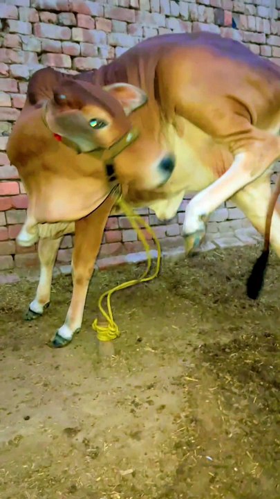 Pets life #pets #domesticanimals #beauty #viral #funnyvideos