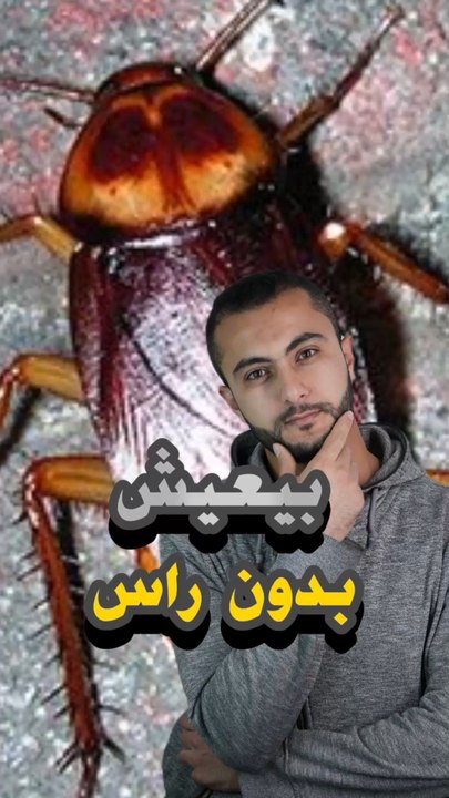 🚫 حشرة تعيش بدون رأس أيام؟ إزاي؟https://psce.pw/7rdfmg#النواة #الصرصور#Alnawa #dubai🇦🇪 #dubailife #Blattodea #trending #travel #nature #wildlife