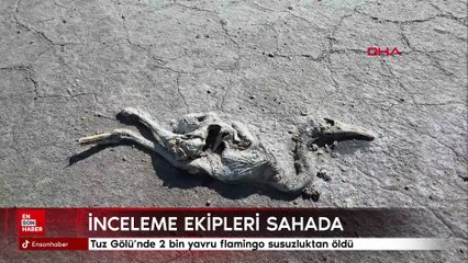 Tuz Gölü'nde 2 bin yavru flamingo susuzluktan öldü