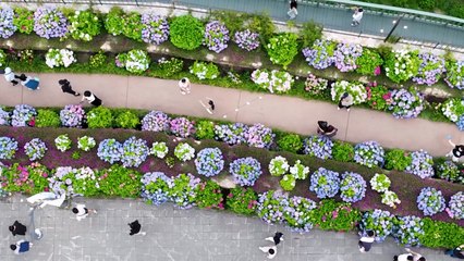 90만 송이 수국 만개...알록달록 수국 정원 '북적' / YTN