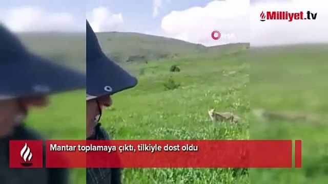 Mantar toplamaya çıktı, tilkiyle dost oldu