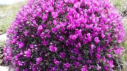 Bulutların üstünde fuşya renkli rüya