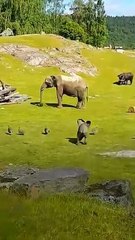 All video about birds life and hunting birds etc