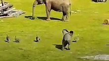All video about birds life and hunting birds etc