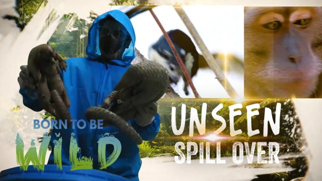 Squirrel, posible bang pagmulan ng sakit na MPOX? | Born to be Wild