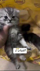 مقارنه بين الشباب والبنات في اختيار اسماء القطط