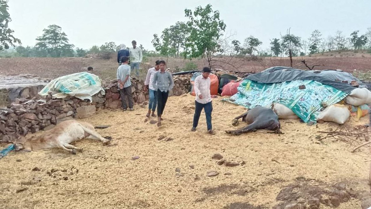 अंधड़ के साथ बारिश, आकाशीय बिजली गिरने से तीन मवेशियों की मौत